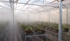 روش برطرف کردن مه گرفتگی در گلخانه ها به کمک آنتی فاگ